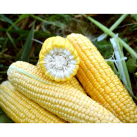 Кукурудза цукрова Форвард F1 250 шт, Spark Seeds