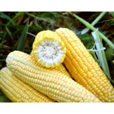 Кукурудза цукрова Форвард F1 25 шт, Spark Seeds