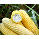 Кукурудза цукрова Форвард F1 250 шт, Spark Seeds