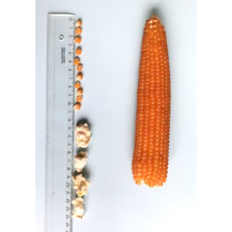 Кукурудза попкорн Естрелла F1 25 шт, Spark Seeds