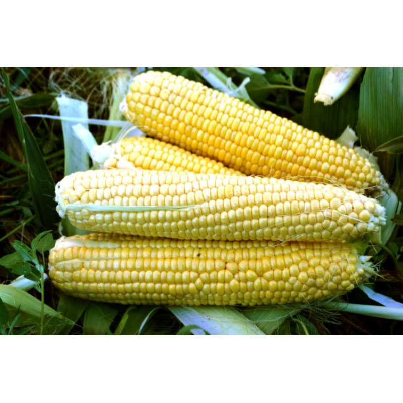 Кукурудза цукрова Форвард F1 250 шт, Spark Seeds