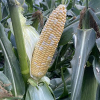 Кукурудза цукрова біколор Казіно F1 250 шт, Spark Seeds