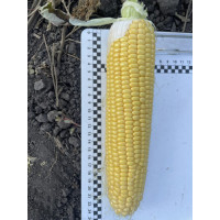 Кукурудза цукрова Нокаут F1  250 шт, Spark Seeds