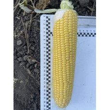 Кукурудза цукрова Нокаут F1  25 шт, Spark Seeds