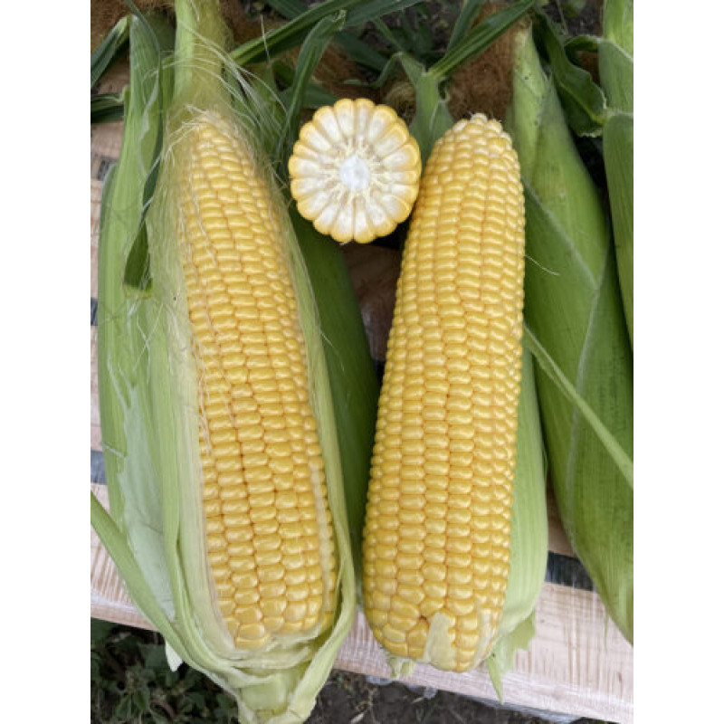 Кукурудза цукрова Нокаут F1  250 шт, Spark Seeds