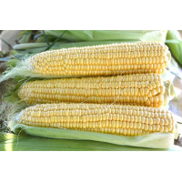 Кукурудза цукрова Страйк F1 (1525 F1)  250 шт, Spark Seeds