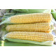 Кукурудза цукрова Страйк F1 (1525 F1)  25 шт, Spark Seeds