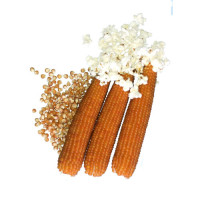 Кукурудза попкорн Естрелла F1 2500 шт, Spark Seeds