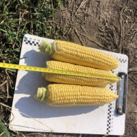 Кукурудза цукрова Рапід F1 25 шт, Spark Seeds