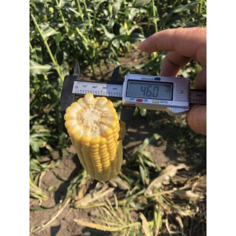 Кукурудза цукрова Рапід F1 25 шт, Spark Seeds