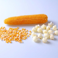 Кукурудза попкорн Саммер F1 25000 шт, Spark Seeds