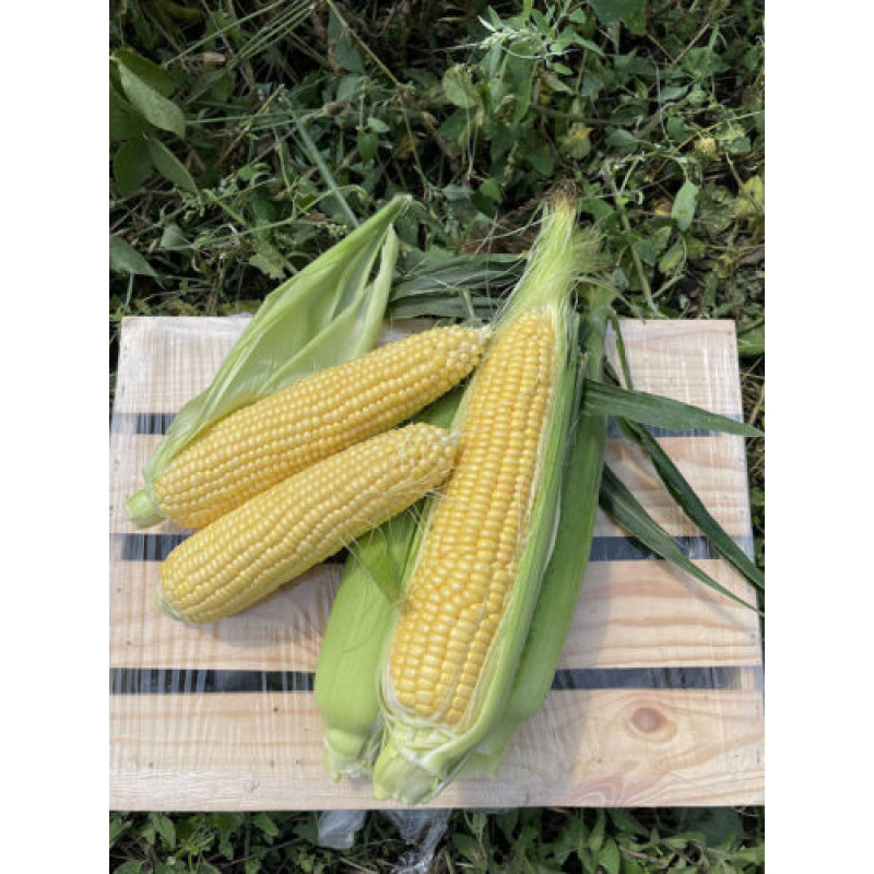 Кукурудза цукрова Світ Лакі F1 250 шт, Spark Seeds
