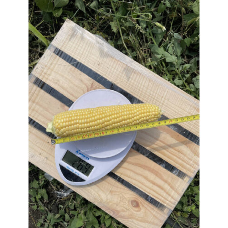 Кукурудза цукрова Світ Лакі F1 250 шт, Spark Seeds