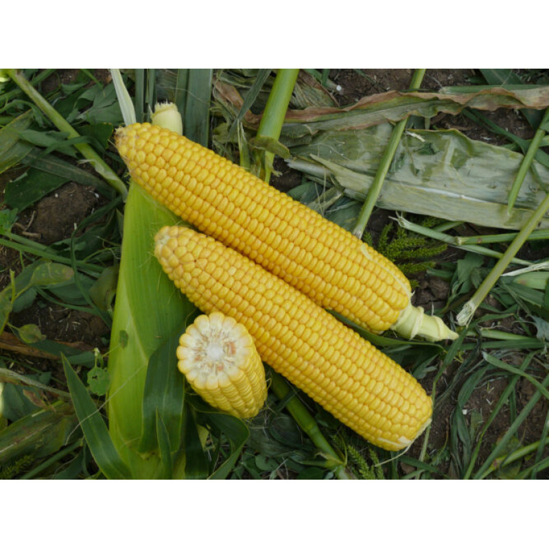 Кукурудза цукрова Уокер F1  250 шт, Spark Seeds