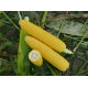 Кукурудза цукрова Уокер F1  250 шт, Spark Seeds
