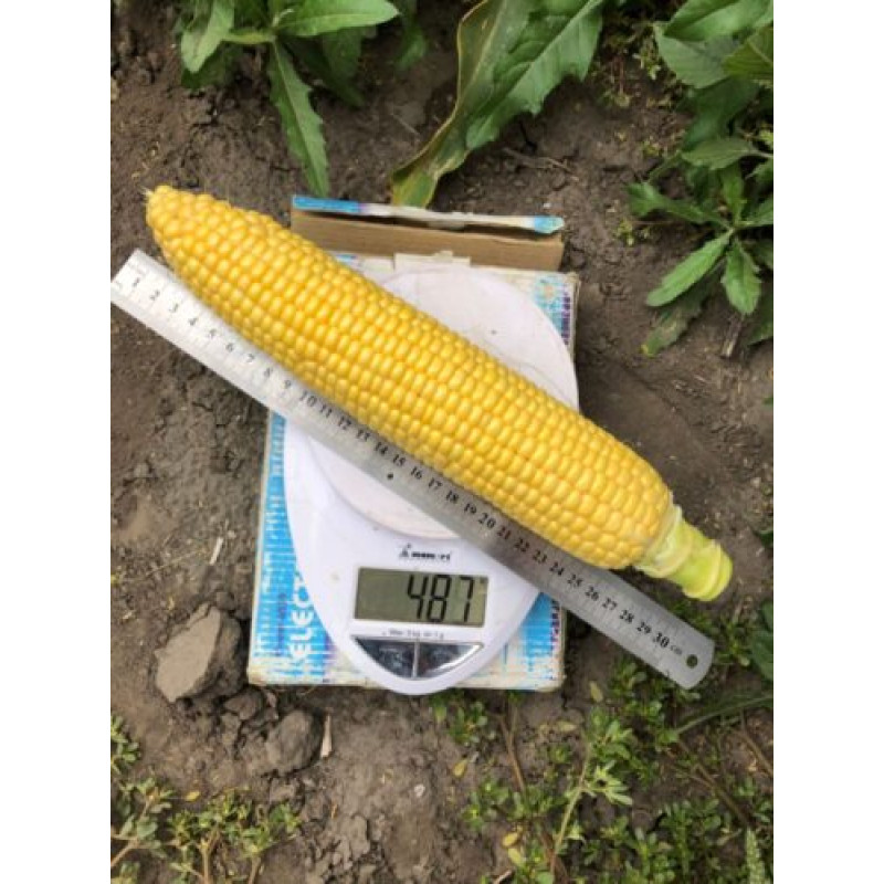 Кукурудза цукрова 1980 F1  25 шт, Spark Seeds