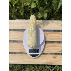 Кукурудза цукрова біла Вайт Туз F1 25 шт, Spark Seeds