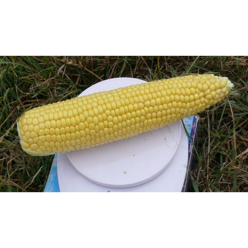 Кукурудза цукрова Страйк F1 (1525 F1)  25 шт, Spark Seeds