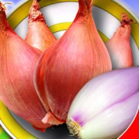 Цибуля Шалот Запорізька 0,5 г, Gl Seeds