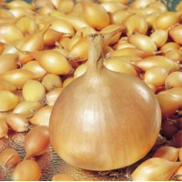 Цибуля сіянка Штутті (Shtutti) 0,5 кг, Onion Top