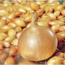 Цибуля сіянка Штутті (Shtutti) 0,5 кг, Onion Top