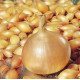 Цибуля сіянка Штутті (Shtutti) 0,5 кг, Onion Top
