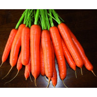 Морква Carruba F1 Каруба (ǿ 1,8-2,0), 200 шт, Seminis
