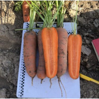 Морква Ніндзя F1 5000 шт, Spark Seeds