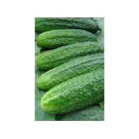 Огурец  АСКОЛЬД F1  1000 шт