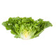 Салат Ендивій  Анконі RZ 1000 шт, Rijk Zwaan
