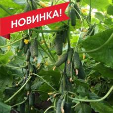 Огірок Madeira / Maдейра F1 10 шт, Seminis
