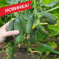 Огірок Madrilene / Maдрілен F1 10 шт, Seminis