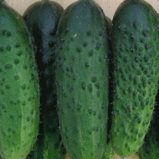 Огірок Monisia / Монісія F1, 10 шт, Seminis