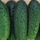 Огірок Monisia / Монісія F1, 10 шт, Seminis