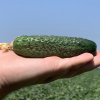 Огірок Josefino / Жозефіно F1 1000 шт, Seminis