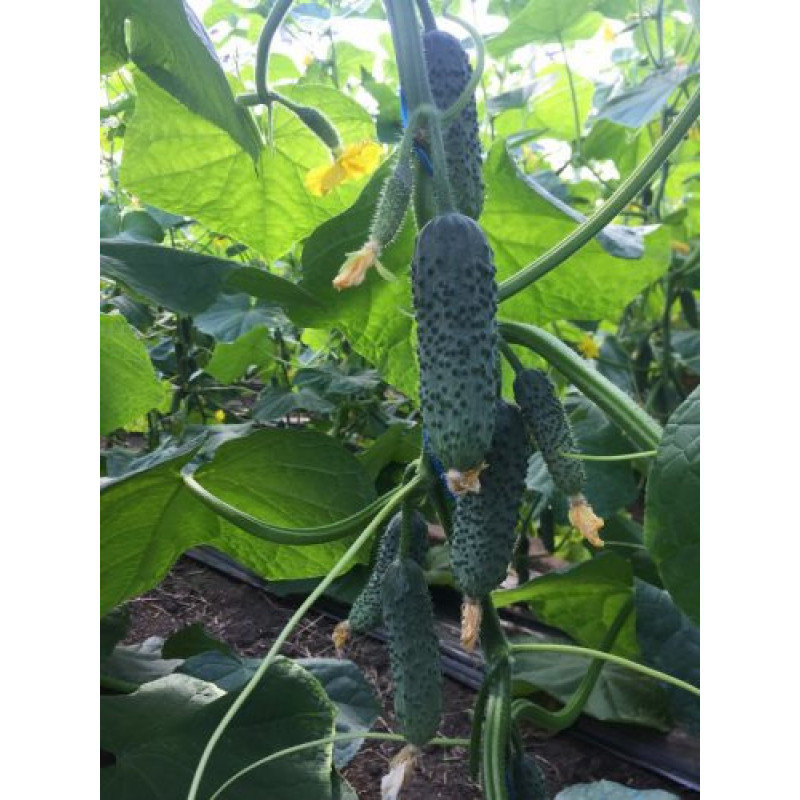 Огірок 14015 F1 1000 шт, Spark Seeds