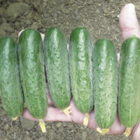 Огірок Стінгер F1 50 шт, Spark Seeds