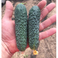 Огірок Унікум F1 50 шт, Spark Seeds