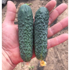 Огірок Унікум F1 10 шт, Spark Seeds