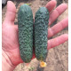 Огірок Унікум F1 10 шт, Spark Seeds