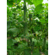 Огірок Піс F1 5 шт, Spark Seeds