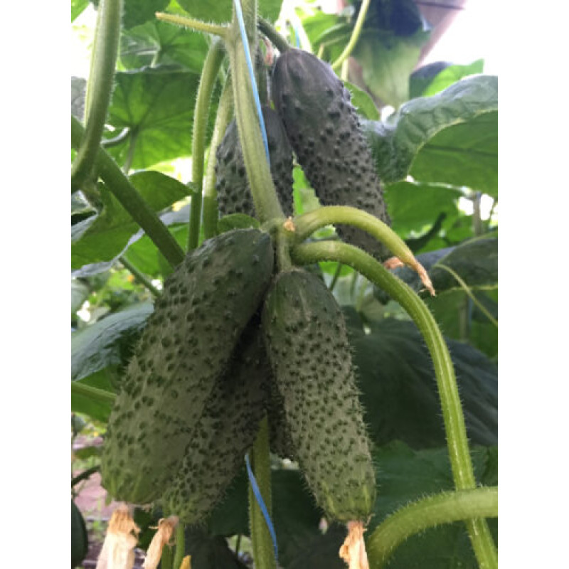 Огірок Унікум F1 10 шт, Spark Seeds