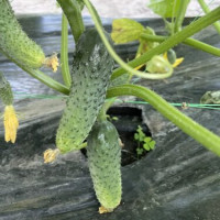 Огірок Убеда F1 50 шт, Spark Seeds