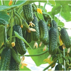 Огірок Еколь F1, 10 шт, Syngenta