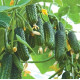Огірок Еколь F1, 50 шт, Syngenta