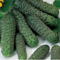 Огірок Пасалімо F1, 250 шт, Syngenta