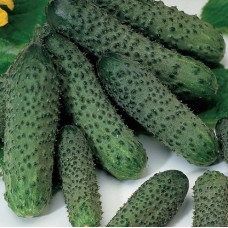 Огірок Пасалімо F1, 10 шт, Syngenta