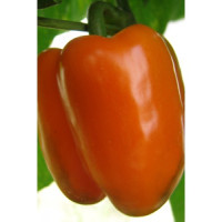 Перець кубовидний Кубіста F1, 500 шт, Тирас