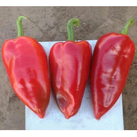 Перец Капело  F1 