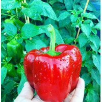 Перец кубовидный Калифорнийское чудо 5 г